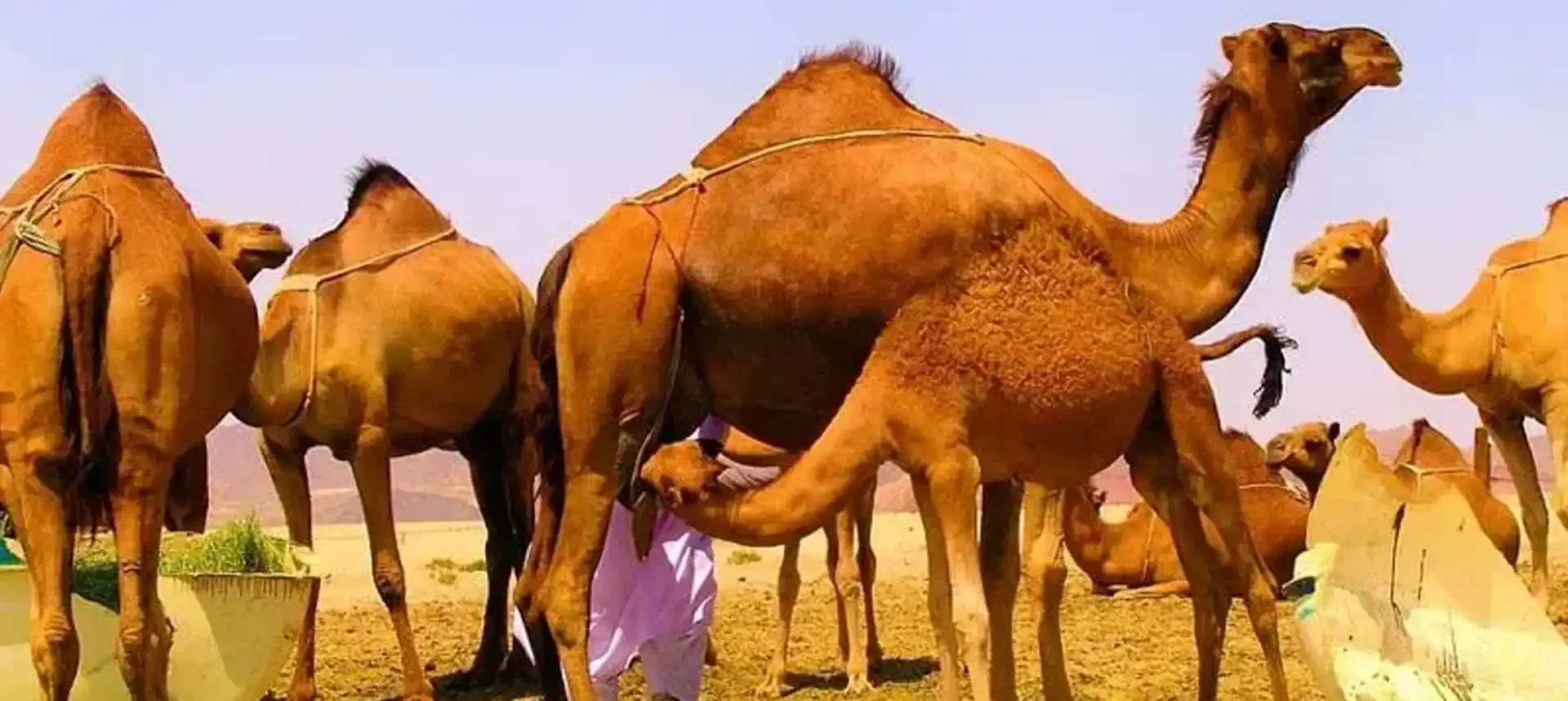 شتر