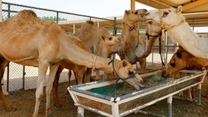 شتر